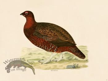 04 BGB Red Grouse